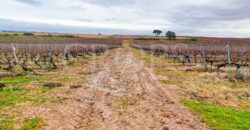Finca con viñedo D.O. Rueda, Valladolid