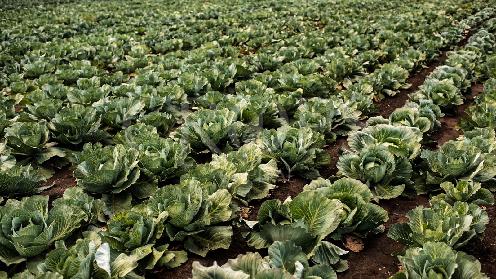 Huerta en venta en Gandía