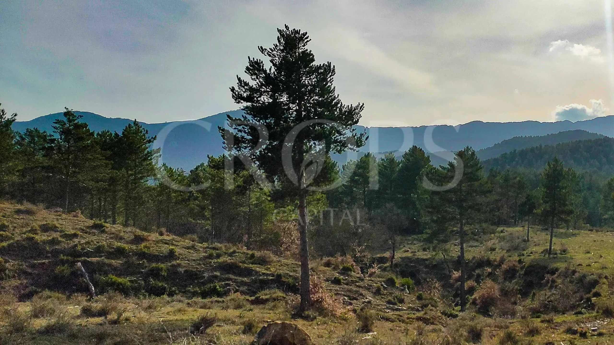 Finca cinegética y forestal en Huesca