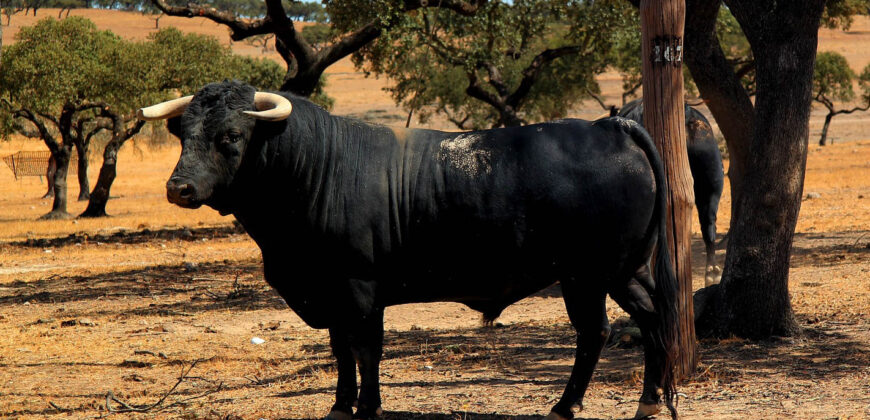 Ganadería de toros de lidia en Madrid