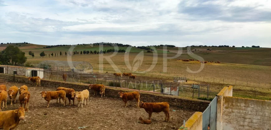 Finca agrícola y ganadera en la provincia de Zaragoza