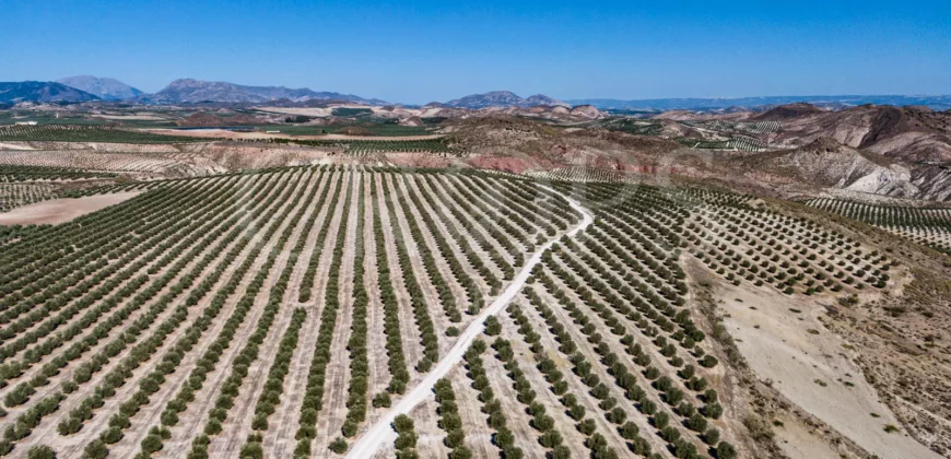 En venta olivar en la provincia de Jaén
