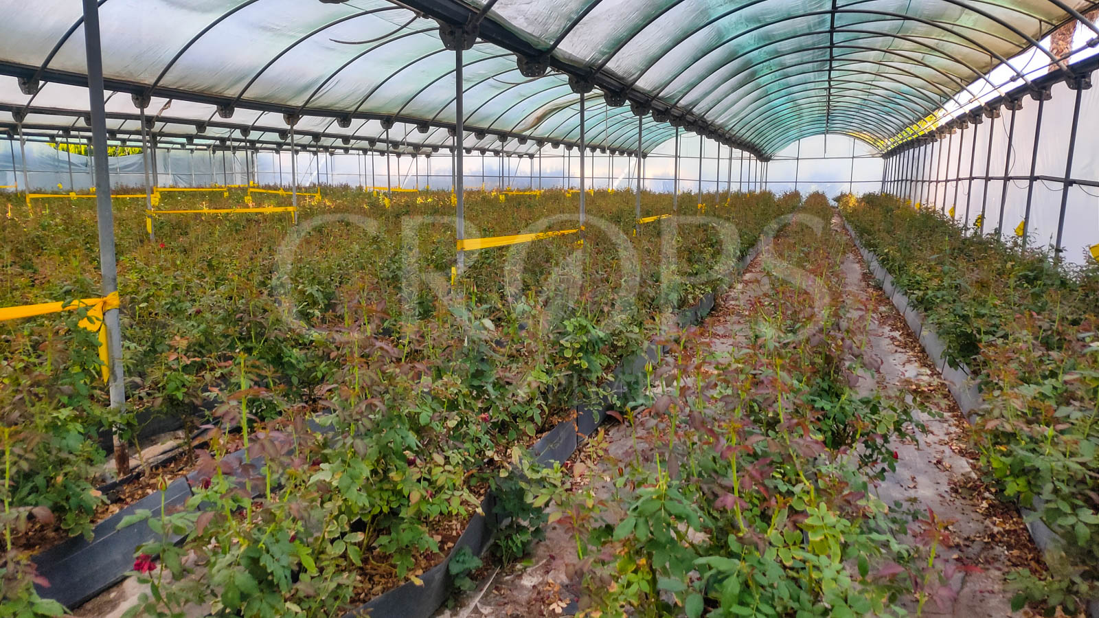 Tipos de Cultivo de Invernadero en Murcia: Fincas Agroindustriales a la Vanguardia de la Agricultura