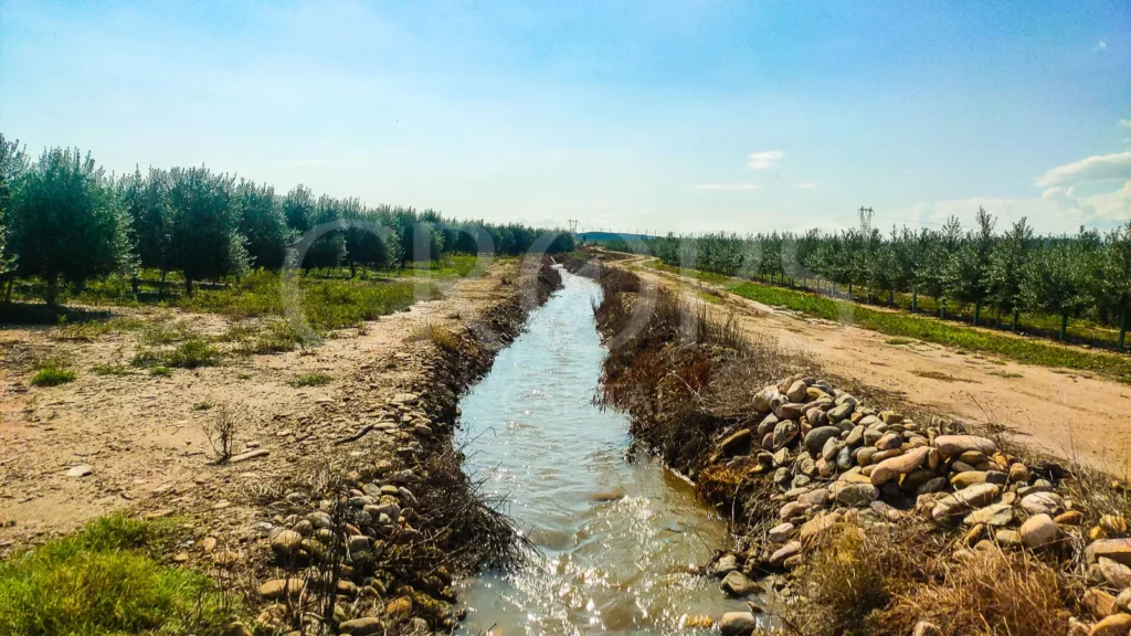 Inversión en olivares de regadío