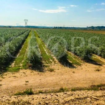 finca de olivo en intensivo en Navarra