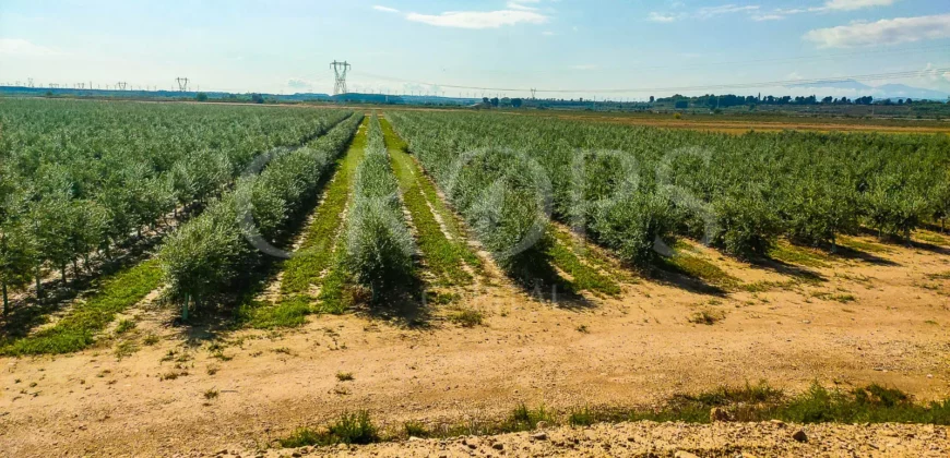Finca agrícola de olivo en superintensivo y hortaliza