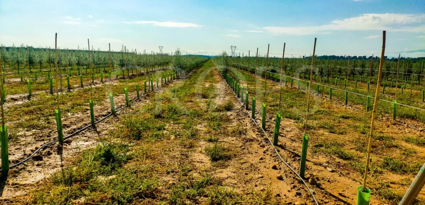 Finca agrícola de olivo en superintensivo y hortaliza