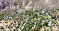 Finca de olivos de regadío en la provincia de Granada