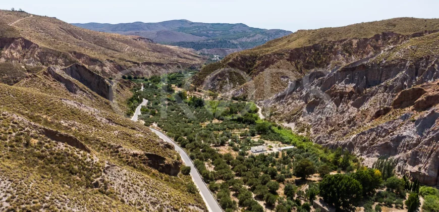 Finca de olivos de regadío en la provincia de Granada