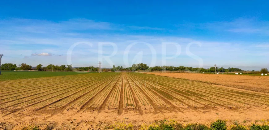 Finca agrícola de regadío en Madrid