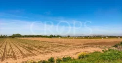 Finca agrícola de regadío en Madrid