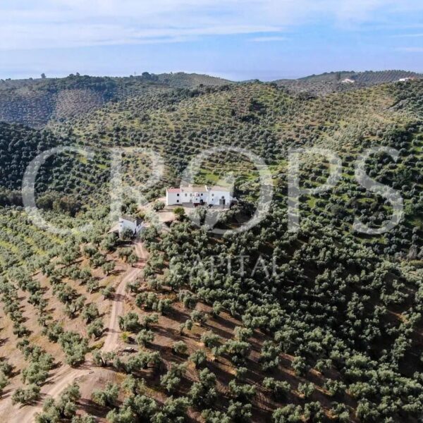 Olive groves for sale in Spain: All You Need to Know