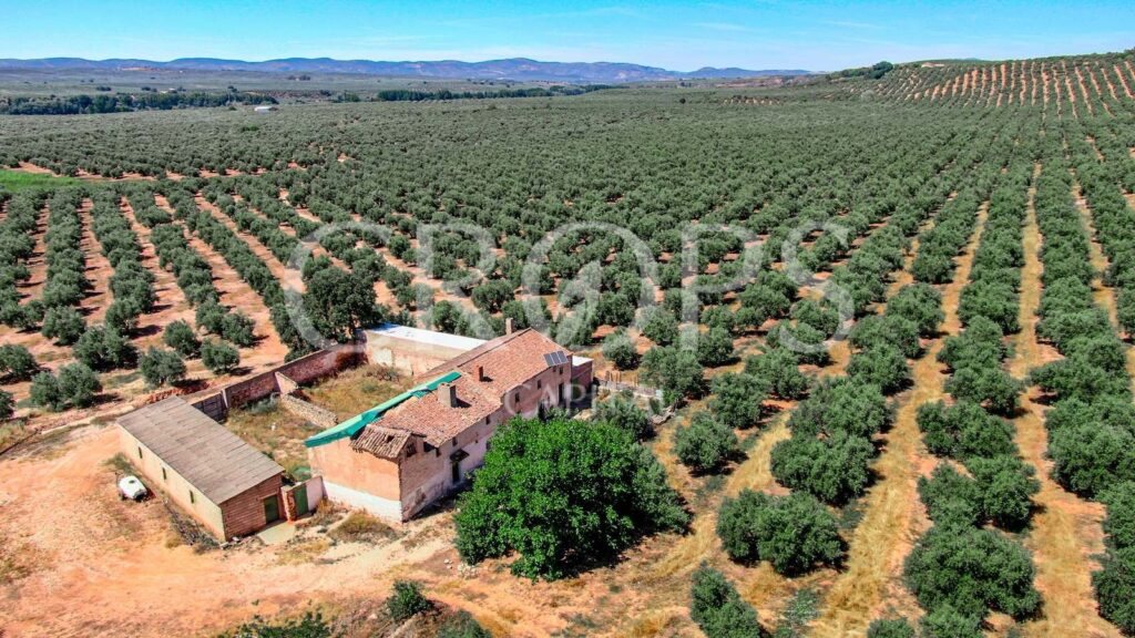 Olive groves for sale in Spain