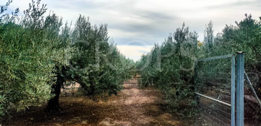 Finca con casa de campo e instalaciones ecuestres en Murcia