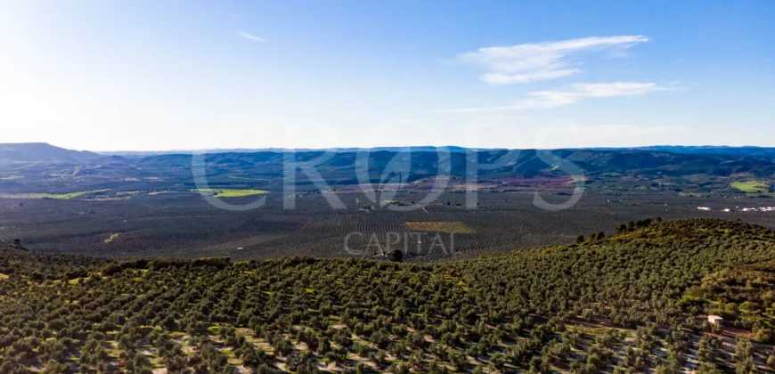 Olivar de Regadío en Jaén