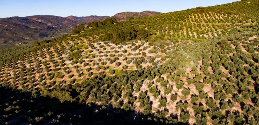 Olivar de Regadío en Jaén