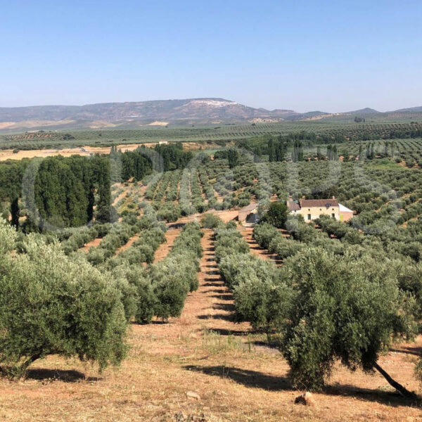 ­El Mercado de las Fincas de Olivos en España
