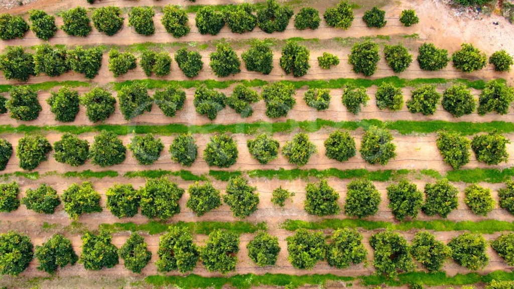 Fincas de árboles frutales