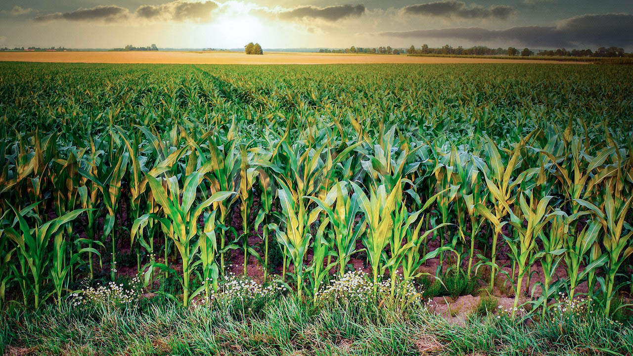 Finca agrícola de regadío en Albalate de Cinca