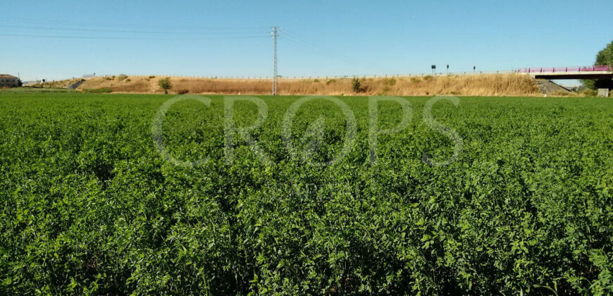 Finca agrícola de regadío en Albalate de Cinca