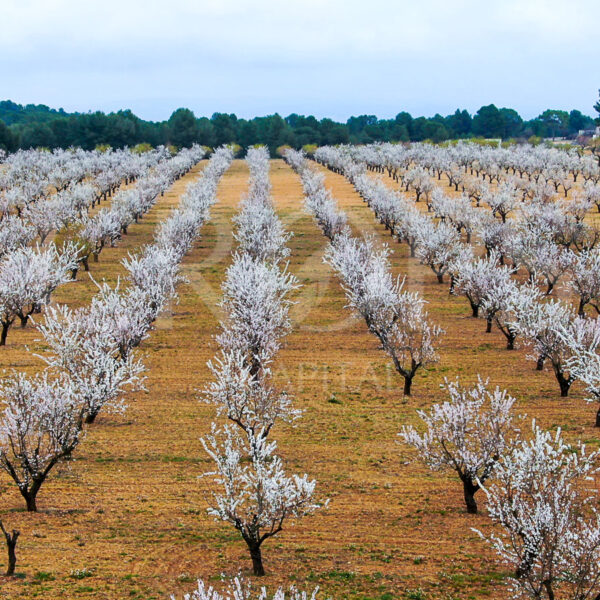 Fincas de árboles frutales: Mejores zonas de plantación