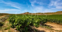 Plantación de árboles frutales en la ribera del Cinca