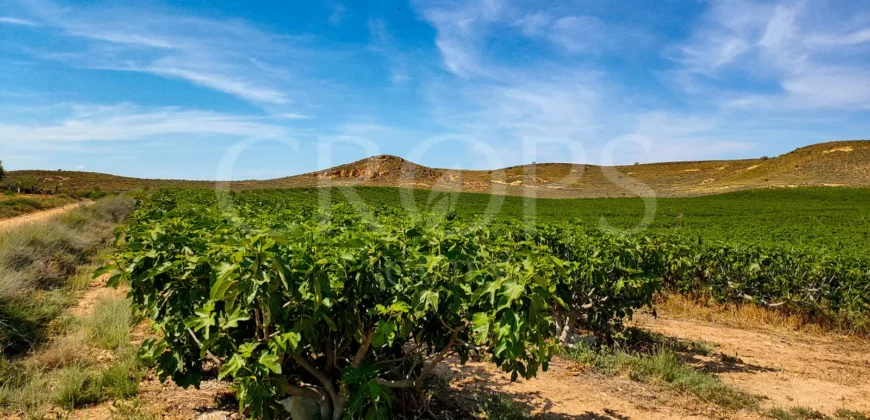 Plantación de árboles frutales en la ribera del Cinca