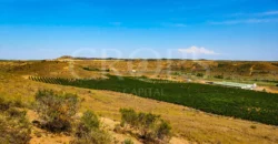 Plantación de árboles frutales en la ribera del Cinca