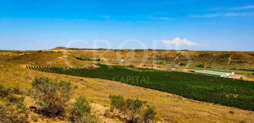 Plantación de árboles frutales en la ribera del Cinca