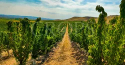 Plantación de árboles frutales en la ribera del Cinca