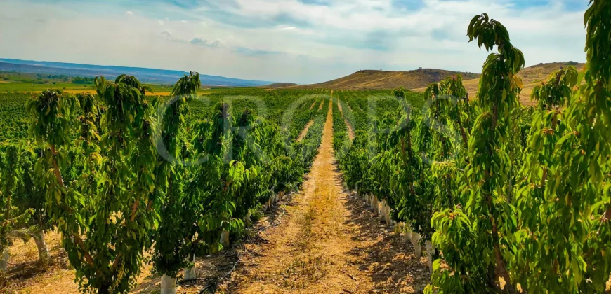 Plantación de árboles frutales en la ribera del Cinca