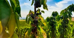 Plantación de árboles frutales en la ribera del Cinca