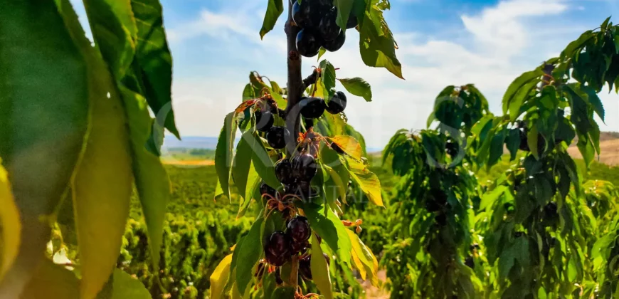 Plantación de árboles frutales en la ribera del Cinca