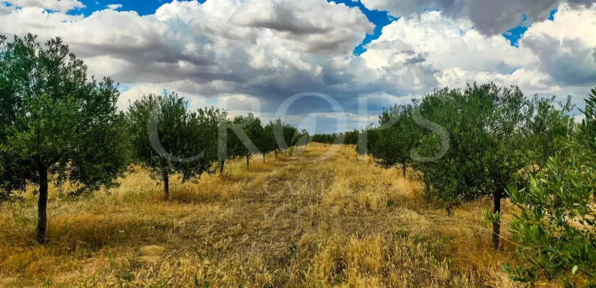 En venta olivar de regadío con almazara en Toledo