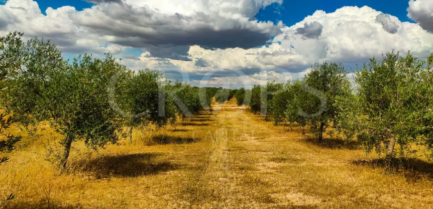 En venta olivar de regadío con almazara en Toledo