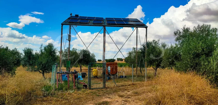 En venta olivar de regadío con almazara en Toledo