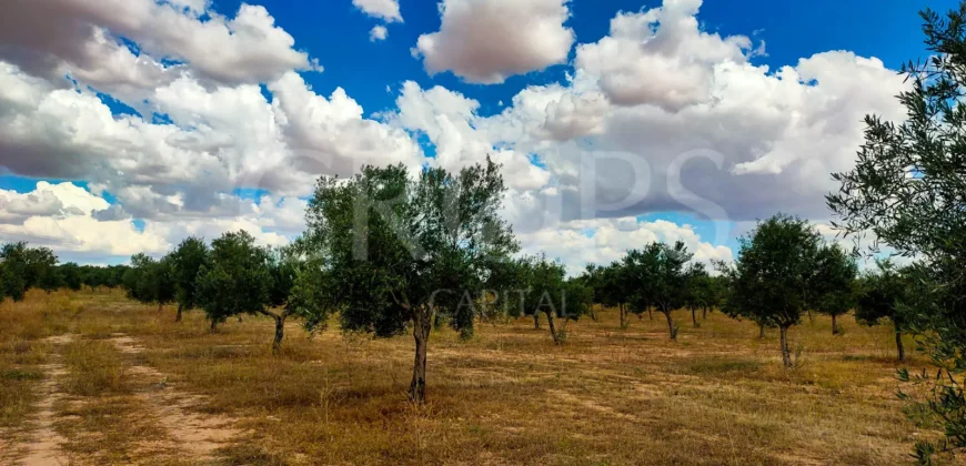 En venta olivar de regadío con almazara en Toledo