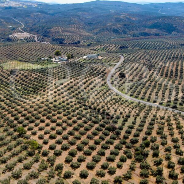 Almazara en las fincas de olivos: Ventajas y Beneficios