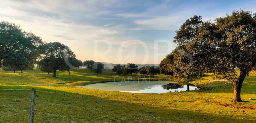 En venta dehesa con vivienda y aprovechamiento ganadero en Cáceres