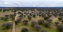 En venta dehesa con vivienda y aprovechamiento ganadero en Cáceres En venta dehesa con vivienda y aprovechamiento ganadero en Cáceres