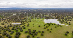 En venta dehesa con vivienda y aprovechamiento ganadero en Cáceres En venta dehesa con vivienda y aprovechamiento ganadero en Cáceres