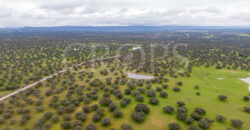 En venta dehesa con vivienda y aprovechamiento ganadero en Cáceres En venta dehesa con vivienda y aprovechamiento ganadero en Cáceres