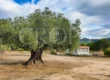 En venta finca de recreo en Madrid