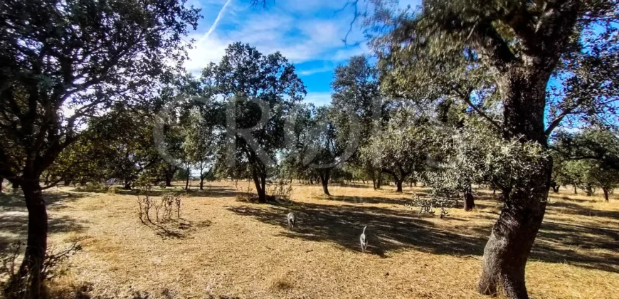 Finca con casa en venta en la Sierra de Gredos