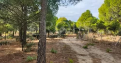 En venta finca de recreo en Madrid