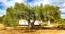 En venta finca de recreo en Madrid