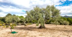 En venta finca de recreo en Madrid