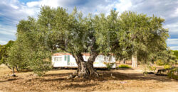 En venta finca de recreo en Madrid