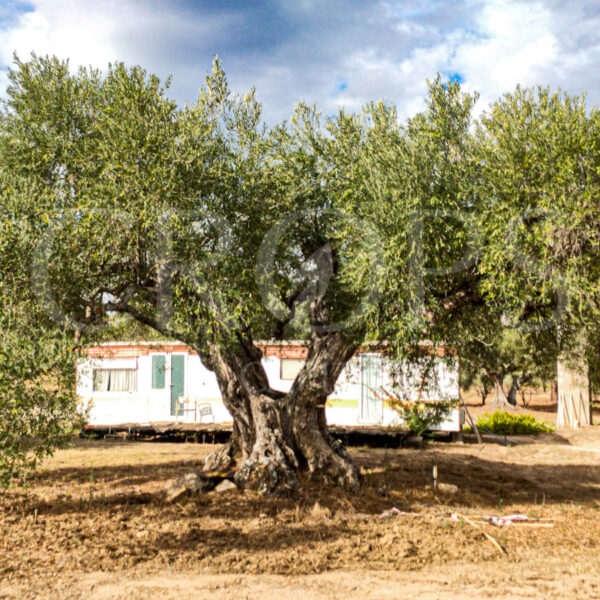 Fincas en venta en la Sierra de Madrid