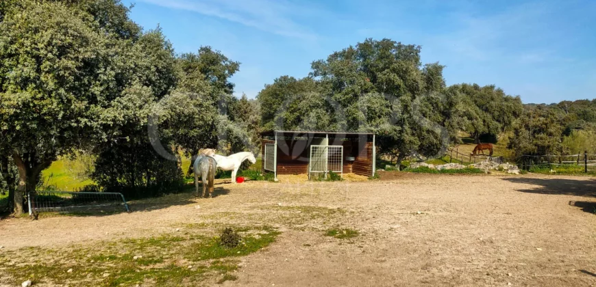 En venta finca ecuestre en Madrid